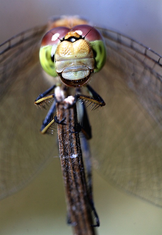 Macro_Photography-01 Macro Photography Macro_Photography-01 Macro Photography