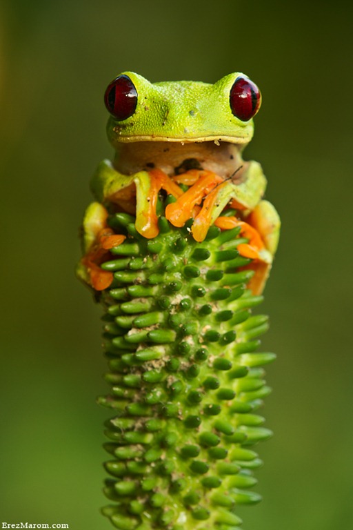 The-Stooge Macro Photography examples The-Stooge Macro Photography