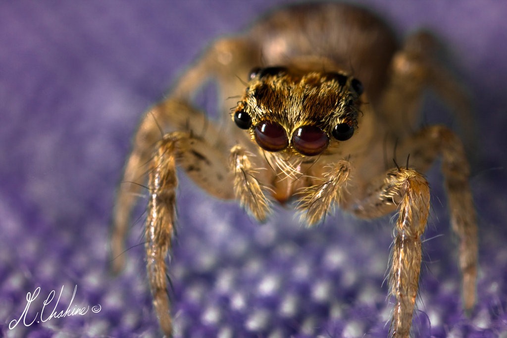 Tiger_Jumper Macro Photography Tiger_Jumper Macro Photography