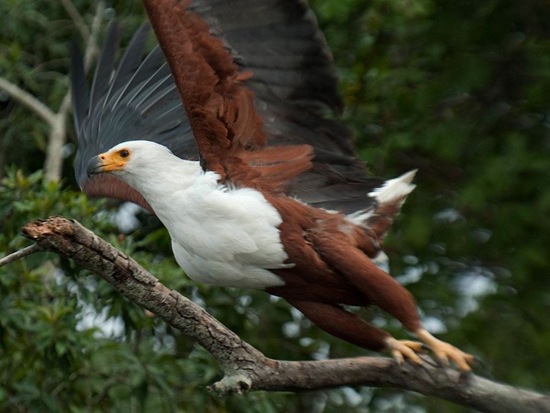 African Eagle