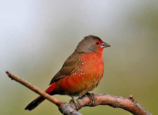 African Firefinch