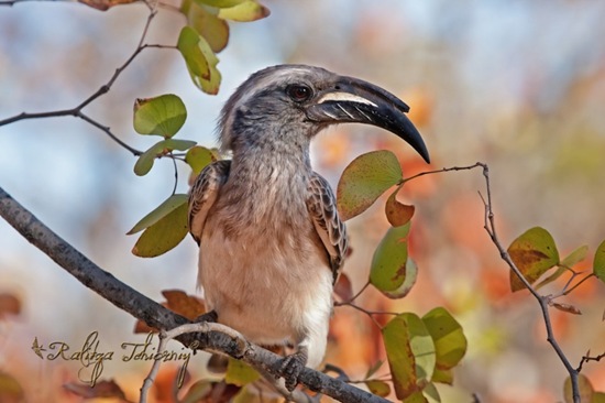 African Grey Hornbill