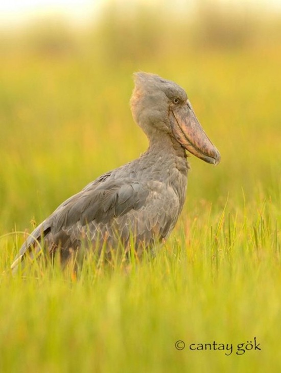 African Shoebill