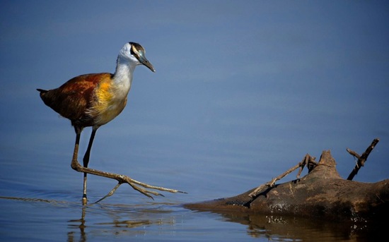 African jacana