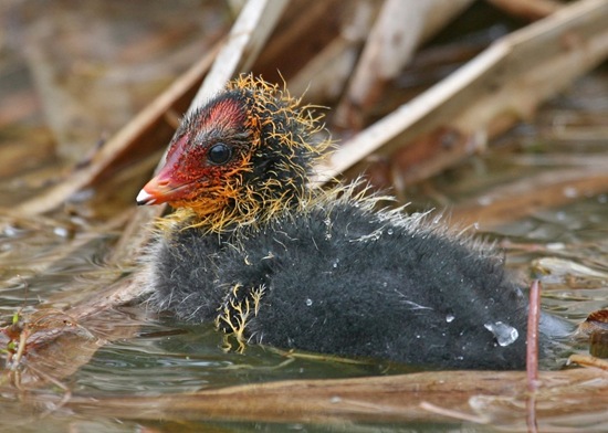 Australian Coots