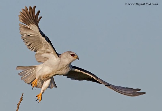 Black-Shouldered kite