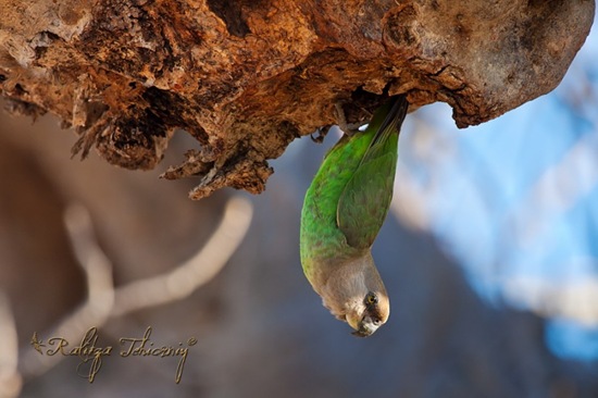 Brown-Headed Parrot