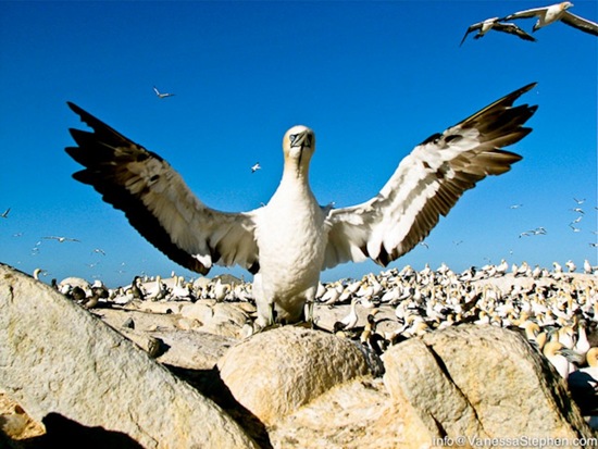 Cape Gannet