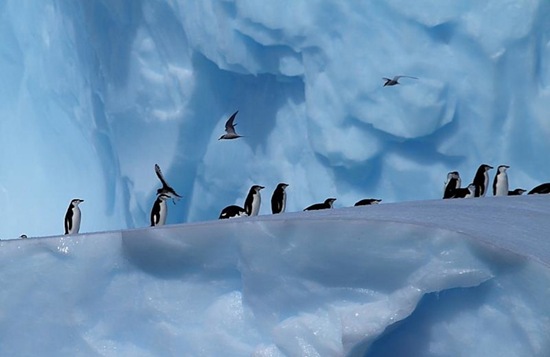 Chinstrap Penguins