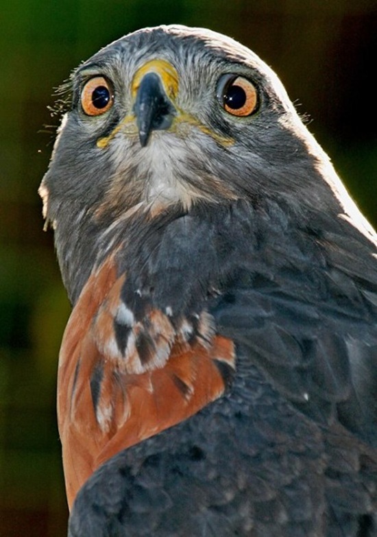 Cross-Eyed Jackal Buzzard