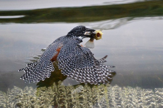 Giant Kingfisher