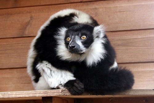 lemur