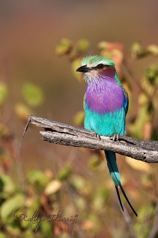 Lilac-Breasted Roller