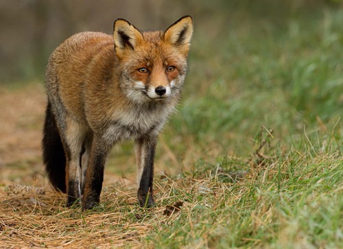 red fox