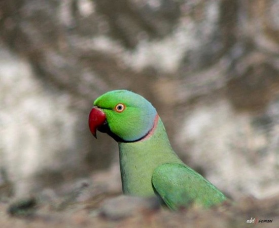 Rose-Ringed Parakeet