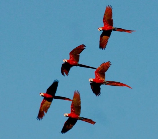 Scarlet Macaws