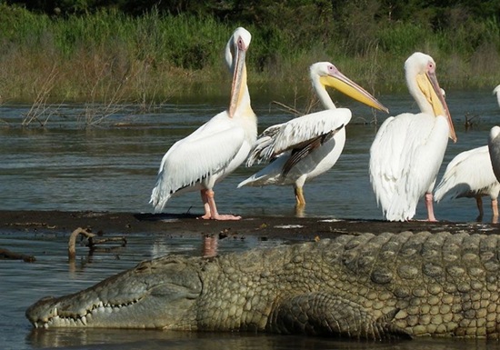 White Pelican