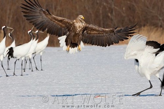 White-Tailed Eagle