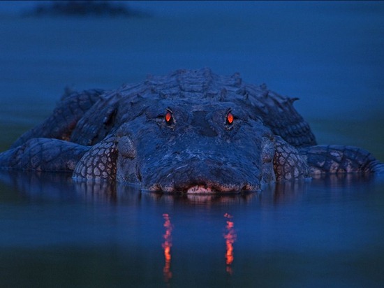 Alligator, Florida