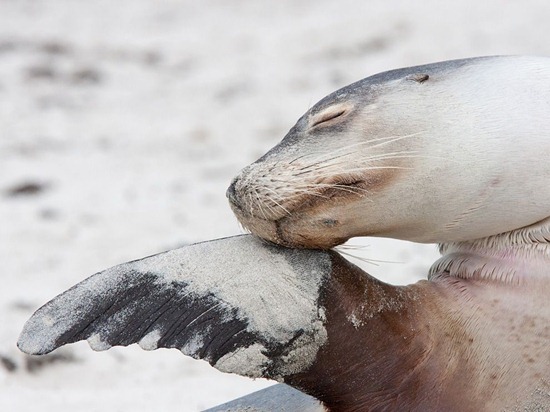 Australian Sea Lion