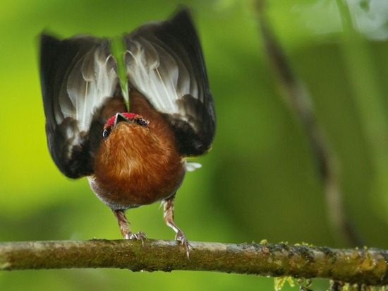 Club-Winged Manakin, Ecuador