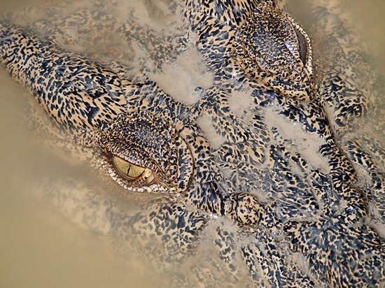 Crocodile, Australia