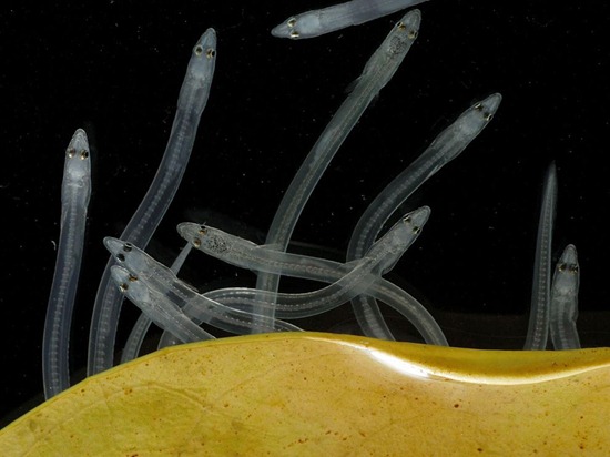 Glass Eels