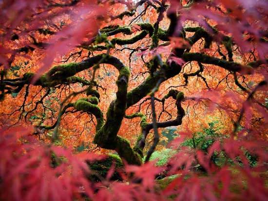 Japanese Maple