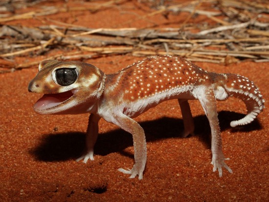 Knob-Tailed Gecko