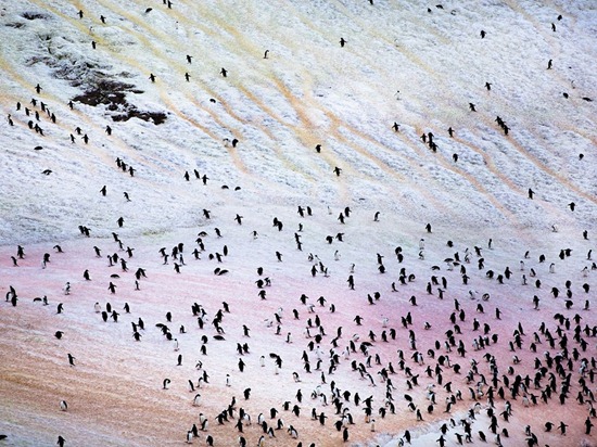 Penguins, Antarctica