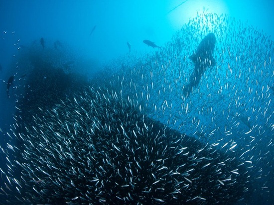 Shipwreck, Great Barrier Reef