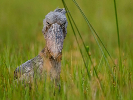 Shoebill, Uganda