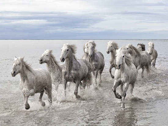 Wild Horses, France