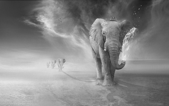 Elephants trip Elephants trip