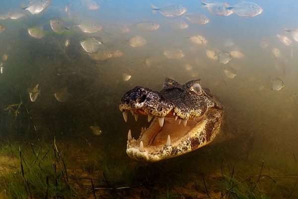 Into the mouth of the caiman