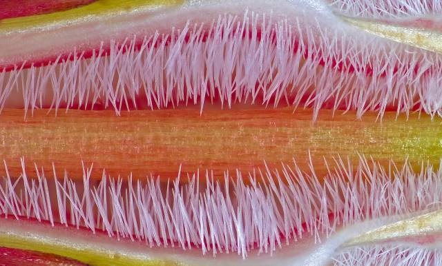 Pistil-of-Adenium-obesum Pistil-of-Adenium-obesum