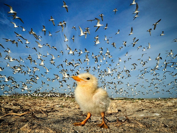 Tern Chick, Sri Lanka