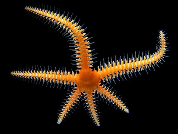 brittle-star-macro-world-2012 brittle-star-macro-world-2012