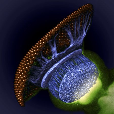 fruit-fly-eyeball-macro-world-2012 fruit-fly-eyeball-macro-world-2012