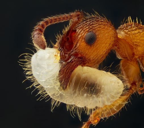 larva-carrying-ant-macro-world-2012 larva-carrying-ant-macro-world-2012