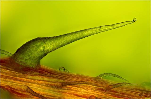 leaf vein leaf vein