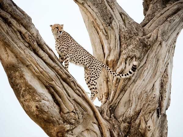 male-cheetah-lookout-pose-kenya