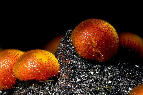 phosphate-macro-world-2012 phosphate-macro-world-2012