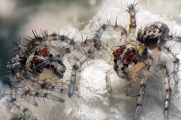 spiders-macro-world-2012 spiders-macro-world-2012