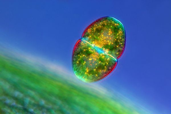 vibrant-algae-macro-world-2012 vibrant-algae-macro-world-2012