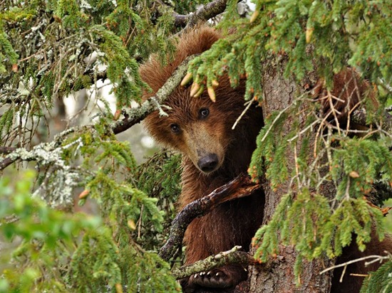 bear-yearling-tree