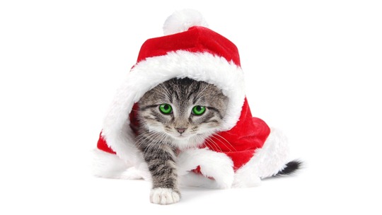 cat-santa-2