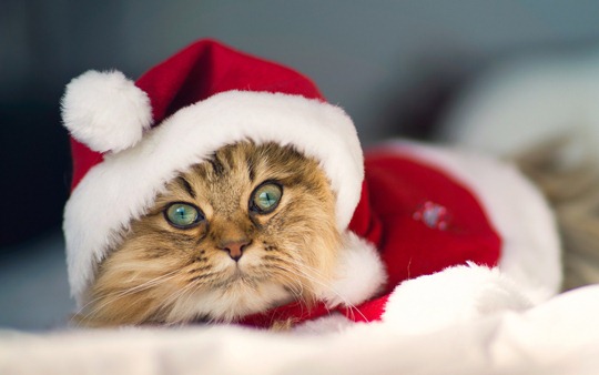 cat-santa-claus-christmas-winter