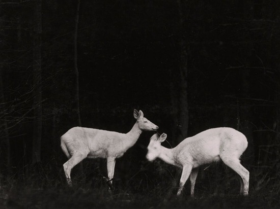 deer-night-shiras