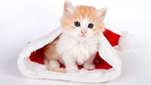 kitten-in-hat-christmas
